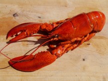 lobster-1726627_1920.jpg